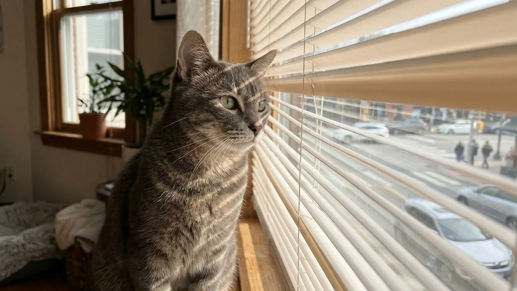 Best Window Furnishings for Homes with Pets